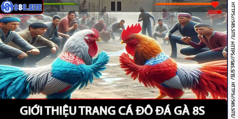 Đá Gà 8s - Trang Cá Độ Đá Gà Thomo Campuchia Uy Tín Nhất